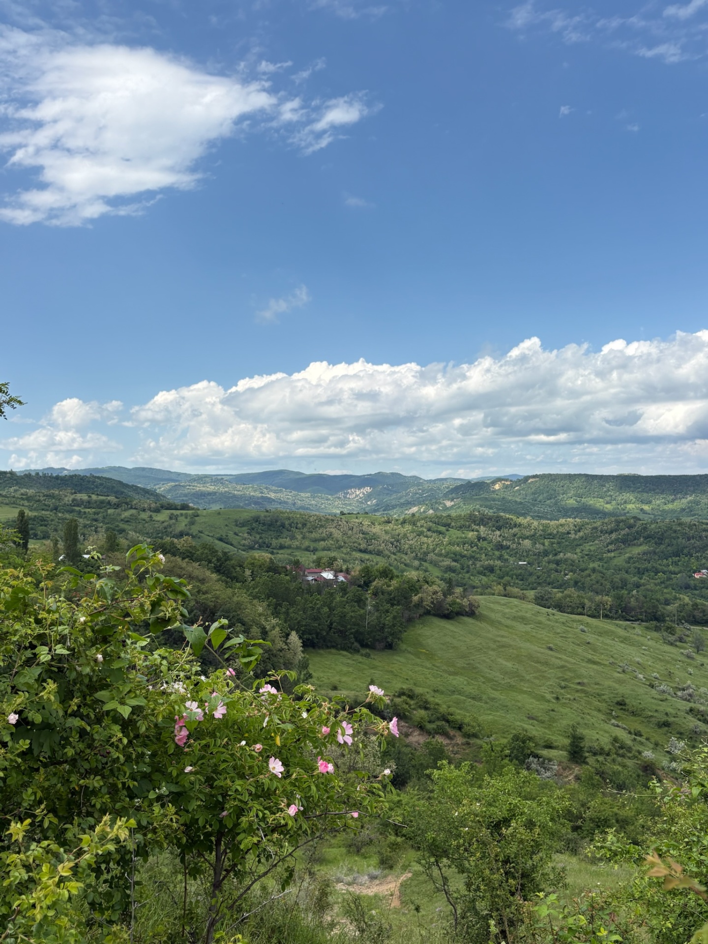 Rolling green hills of the Păcureți countryside